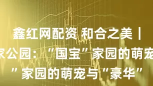 鑫红网配资 和合之美｜大熊猫国家公园：“国宝”家园的萌宠与“豪华”